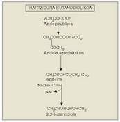 4. Irudia